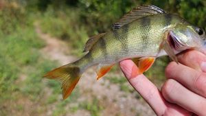 European Perch