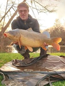 Common Carp