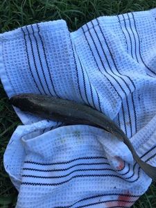 Largemouth Bass