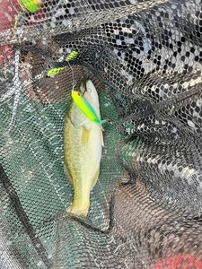 Largemouth Bass