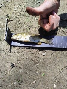 Smallmouth Bass