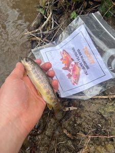 Brown Trout