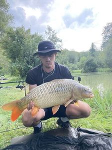Common Carp