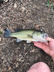 Largemouth Bass
