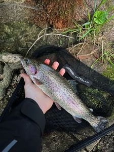 Rainbow Trout