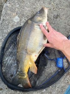 Mirror Carp