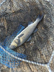 European Bass (Seabass)