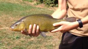 Tench