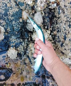 Garfish