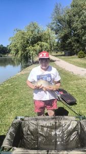 Common Carp