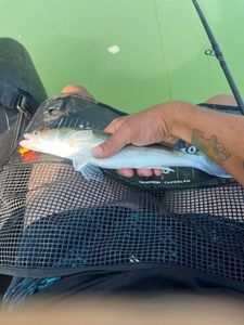 Zander