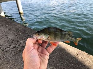 European Perch