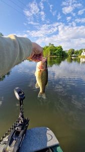 Largemouth Bass