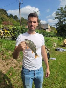 European Perch