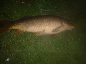 Common Carp