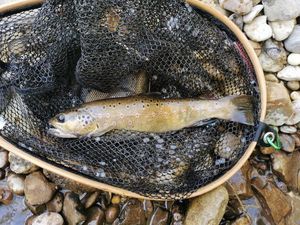 Brown Trout