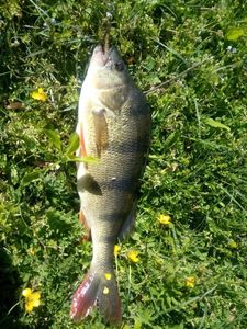 European Perch