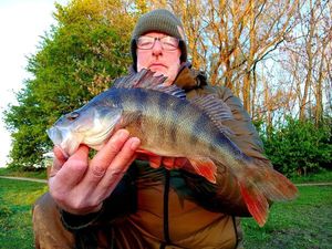 European Perch