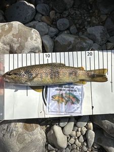 Brown Trout