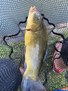 Tench