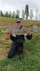 Zander