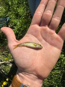 Common Minnow