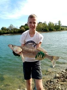 Zander