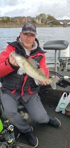 Zander