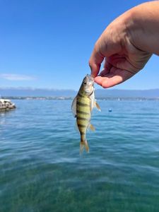 European Perch