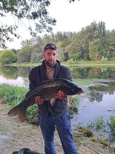Common Carp