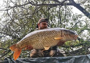 Common Carp