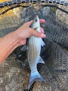 Thinlip grey mullet