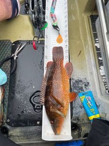 Ballan Wrasse