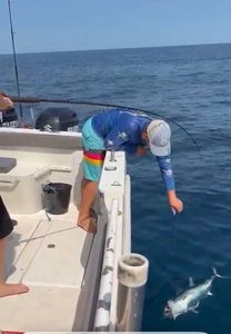 Bluefin Tuna