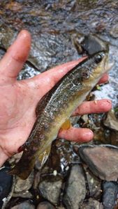 Brown Trout