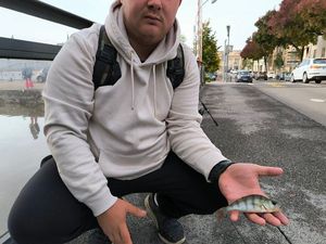 Yellow Perch