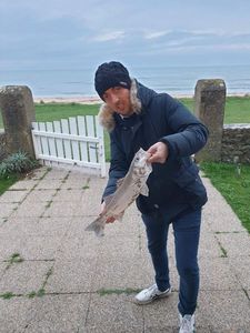 European Bass (Seabass)