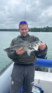 European Bass (Seabass)