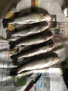 Rainbow Trout