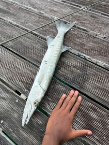 Tarpon