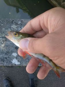 European Perch