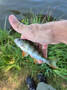 European Perch