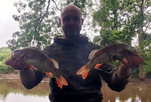 European Perch