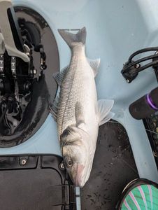 European Bass (Seabass)