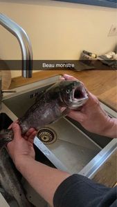 Rainbow Trout
