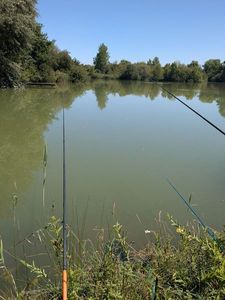 Koï Fish