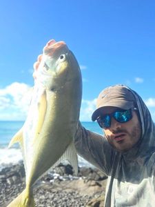 Crevalle Jack
