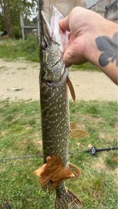 Northern Pike