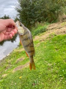 European Perch