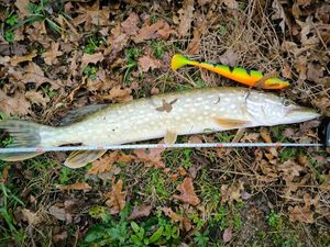 Northern Pike